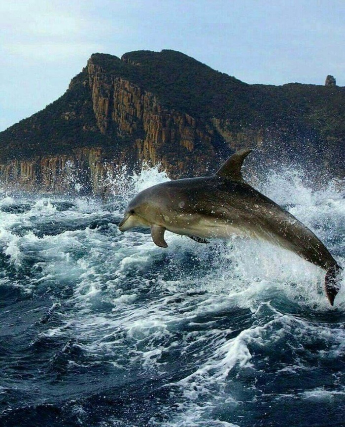 bottlenose dolphin - Dolphin, Bottlenose dolphin