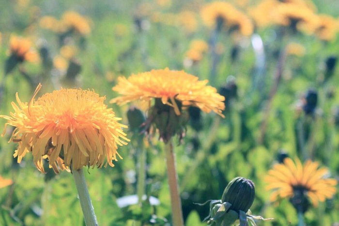 My spring pictures - My, The photo, Nature, A bike, Dandelion, Spring, Lake, Forest, Silence, Longpost