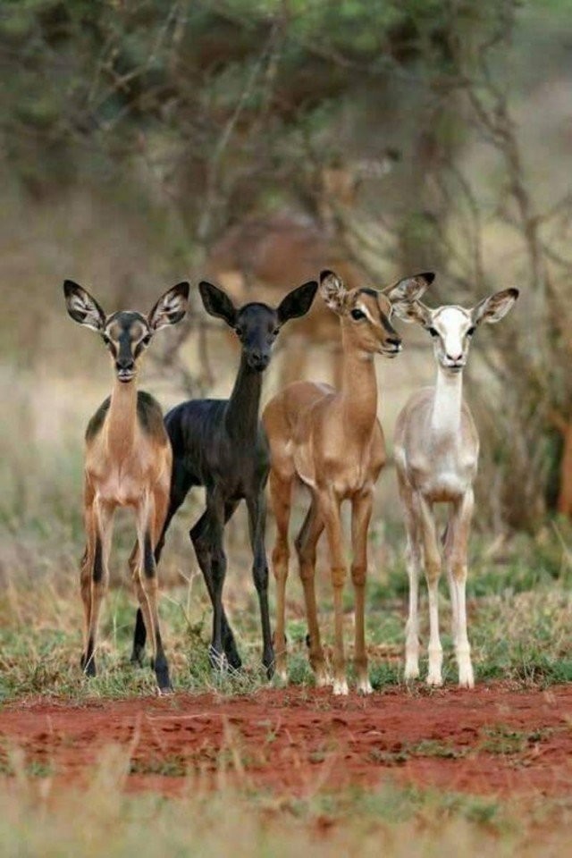 And no racism... - The photo, Animals, Nature