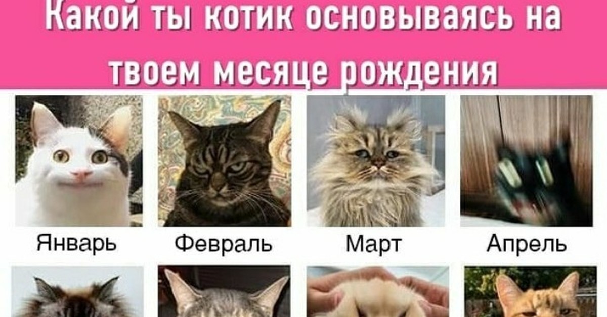 Какой ты котик