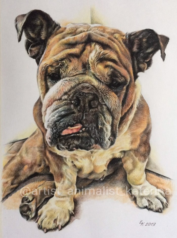 Portraits of English bulldogs in colored pencils. - My, Portrait, animal portraits, Drawing, English bulldog, Longpost