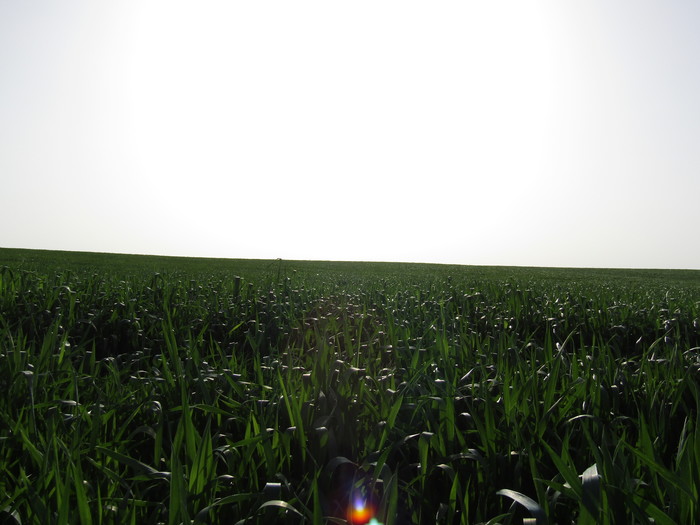 Boundless - My, Field, The photo, Horizon