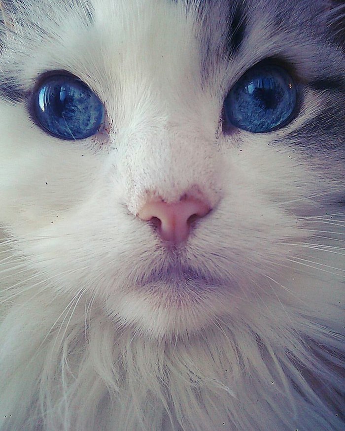 When your cat's eyes are the sky - My, cat, Blue eyes, 