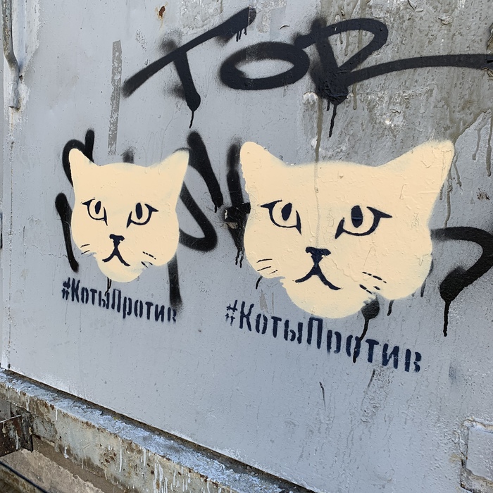 #CatsAgain got to Samara - Samara, Saint Petersburg, Cities of Russia, cat, Vandalism, My