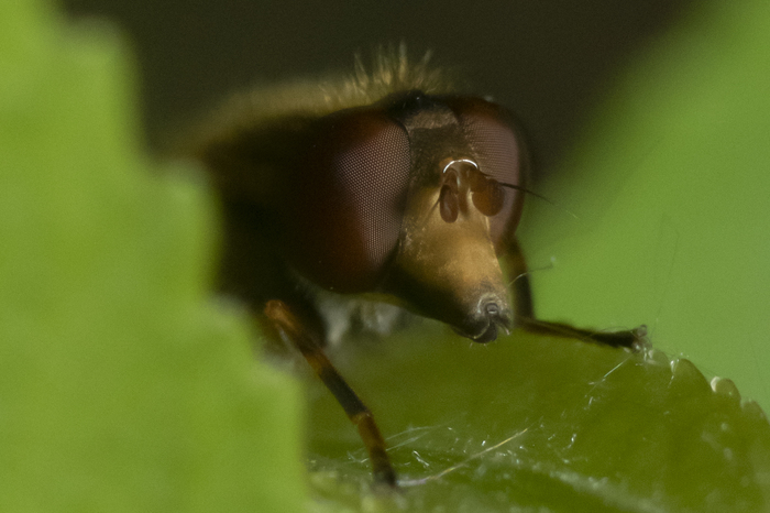 Ku-ku - My, Beginning photographer, Macro, Insects, Forest, Morning, The photo, Macro photography