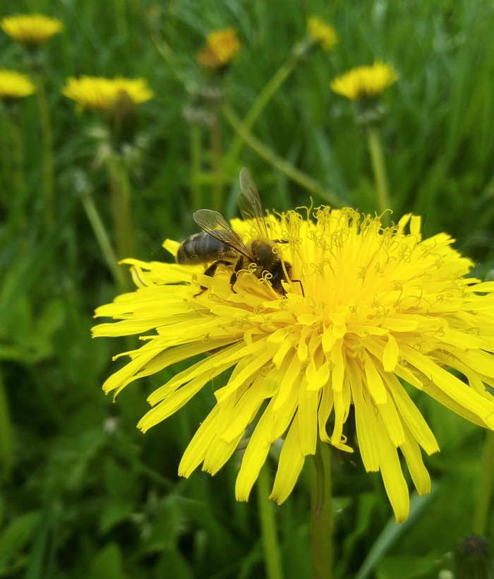 bees at work - My, Dandelion, Bees, The photo, Nature, Insects, Flowers
