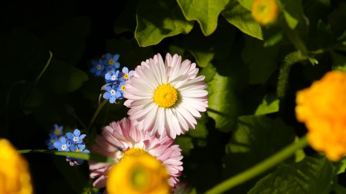 Буйство красок