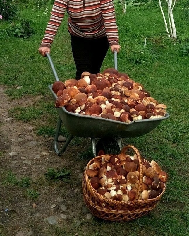 Harvest - Mushrooms, Mushroom pickers, The photo