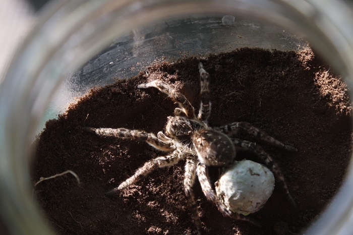 South Russian tarantula. - My, Spider, 