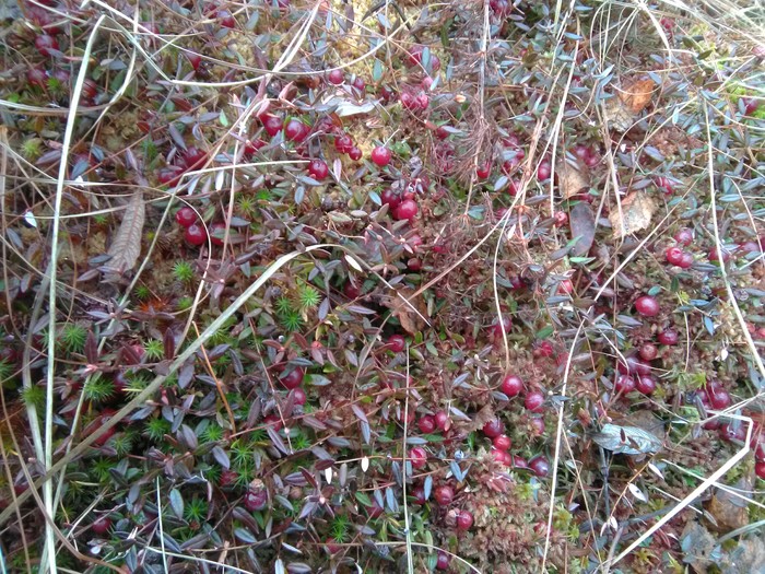 Spring cranberries and more - My, Cranberry, Spring, Swamp, Longpost