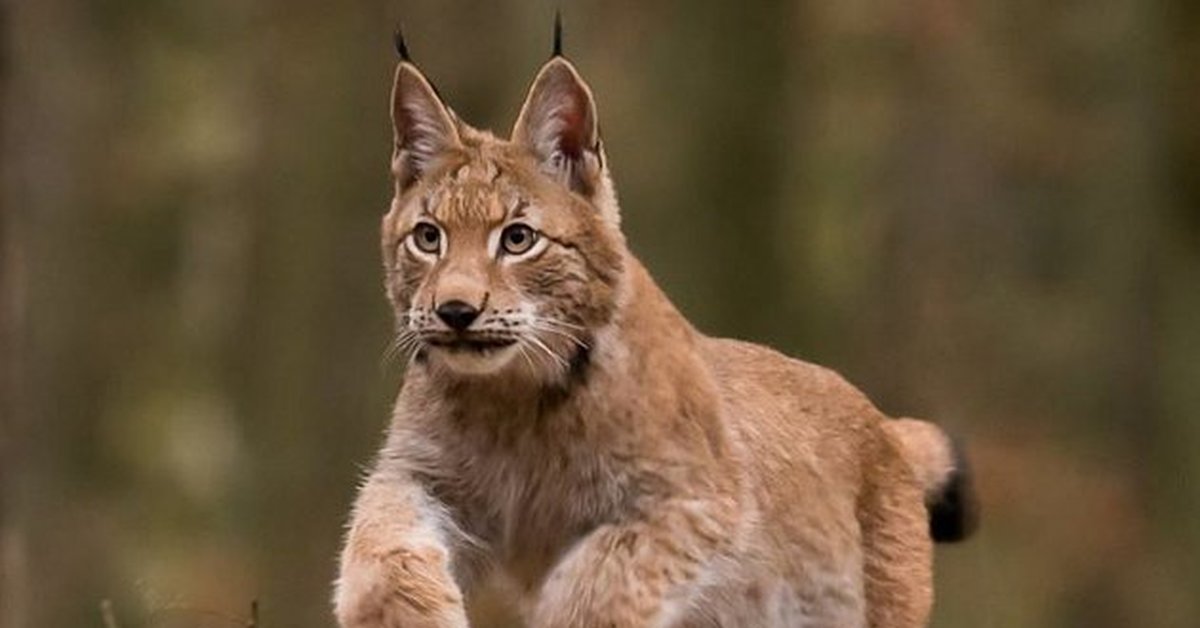 Г рысь. Беловежская пуща Рысь. Lynx Lynx Linnaeus. Каджи Рысь. Обыкновенная Рысь.