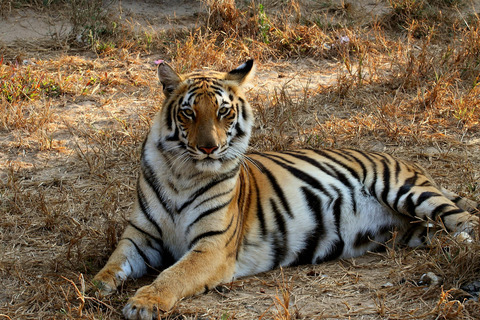 Stay alive - Tiger, Amur tiger, Longpost