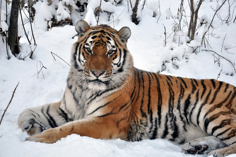 Stay alive - Tiger, Amur tiger, Longpost