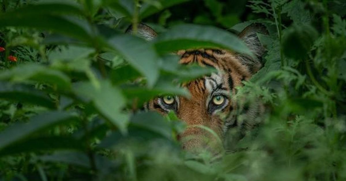 Глаза тигра фото крупным планом