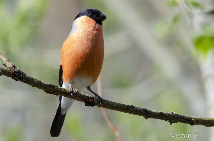 Birds near Vyborg 3 - My, The photo, Longpost, Nikon, Birds