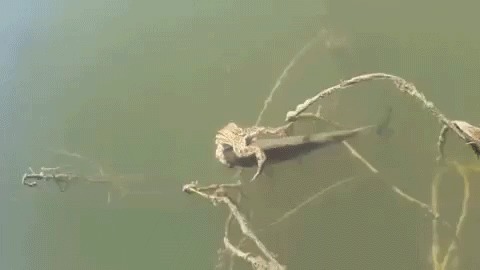 Эх, прокачу!