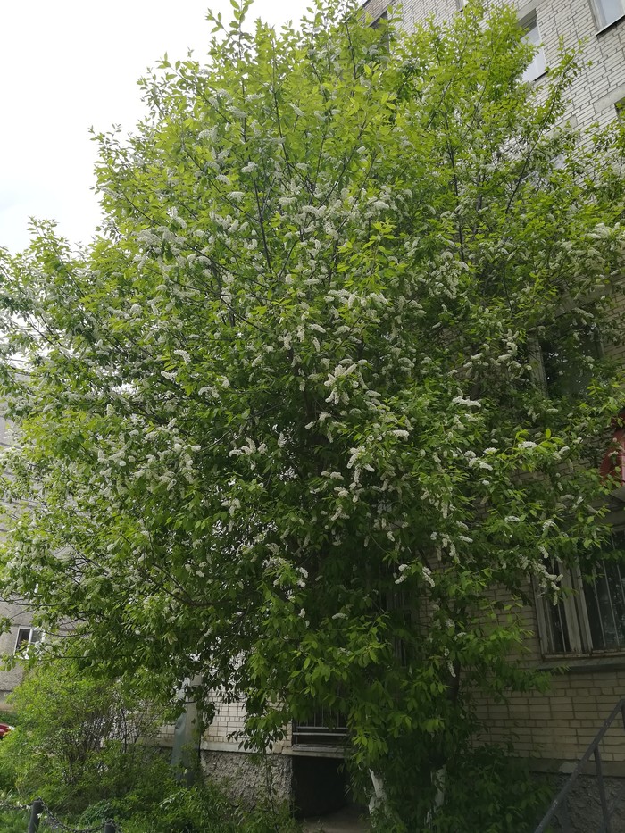 And we have cherry blossoms - My, Syktyvkar, Tree, Cold