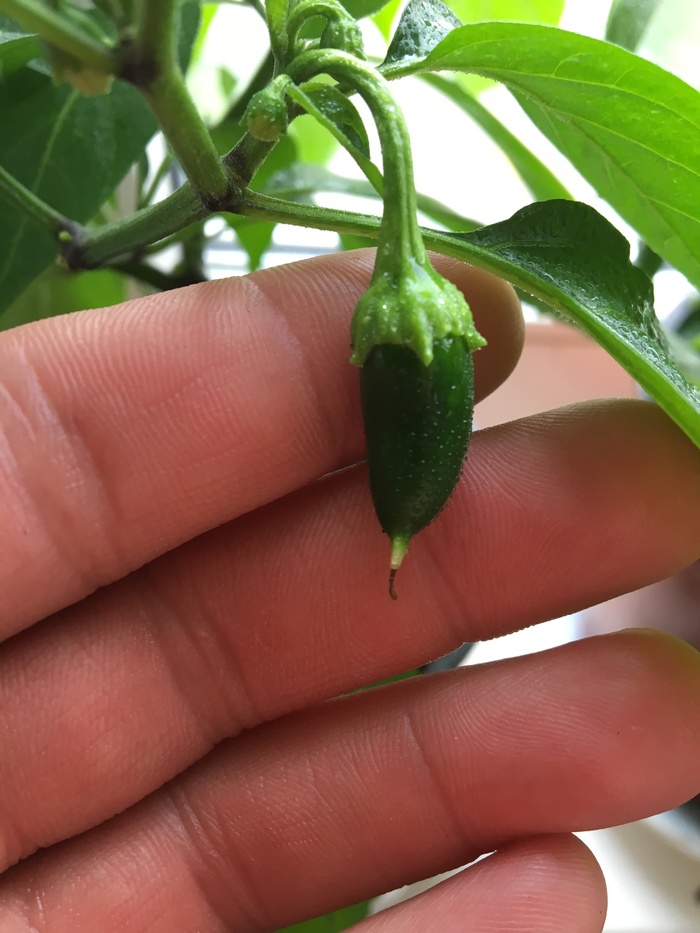 Growing jalapeno peppers on a windowsill. Part 3 - My, Pepper, Jalapeno, Harvest, Pie