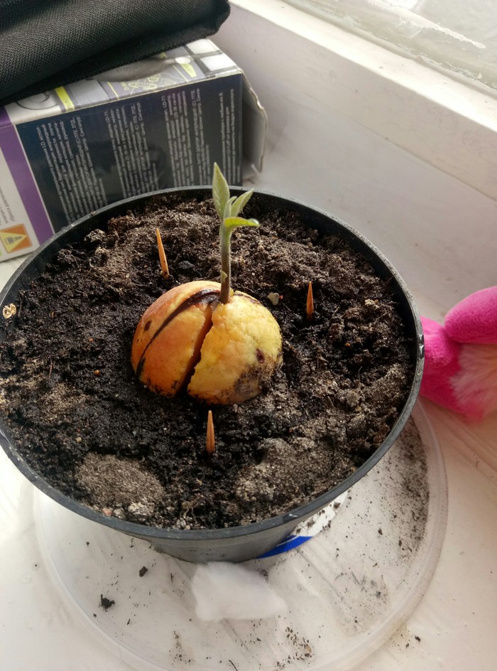 New life - My, Plants, Avocado from the pit, Avocado, Houseplants, Новичок