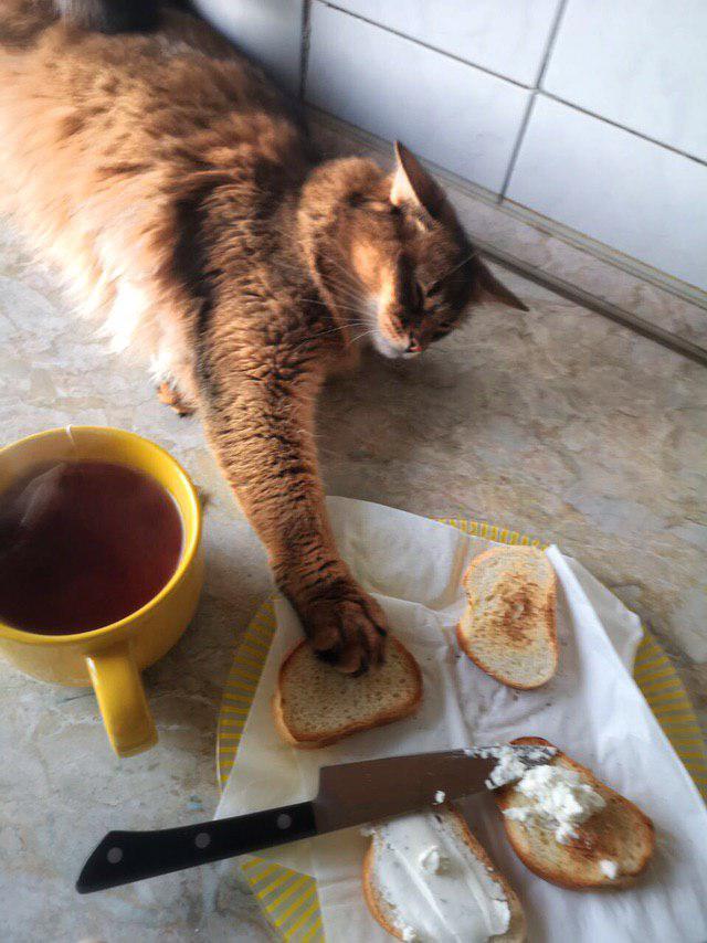 Purposefulness - My, cat, A sandwich, Impudence, somali cat, Longpost