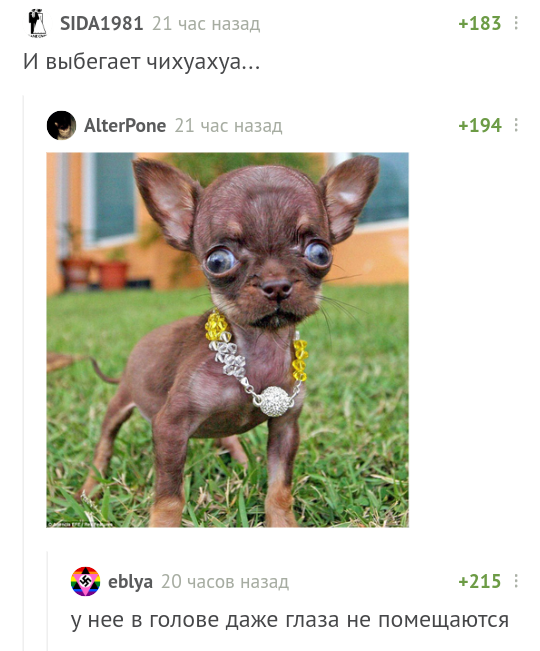 Even the eyes... - Comments on Peekaboo, Chihuahua, Humor, Dog, Comments, Screenshot