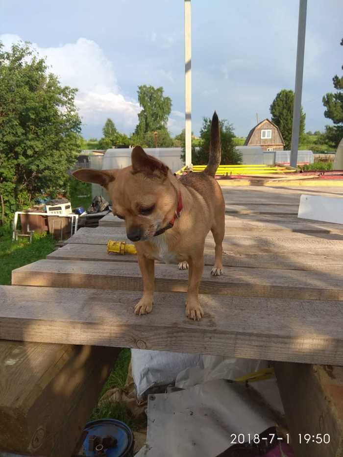 Lost dog, Tomsk - Longpost, Negative, Lost, No rating, Tomsk, The dog is missing, My, Dog