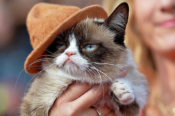 The famous meme cat, whose real name is Tardar Sauce, as it became known today, has died at the age of 7, leaving millions of fans behind. - Tricolor cat, Longpost, Grumpycat, cat, Memes, Grumpy cat, Death
