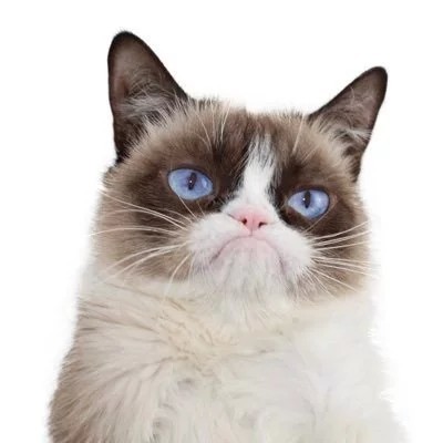 Grumpy Cat died - Grumpy cat, , news, Memes, , Grumpycat, Death, cat