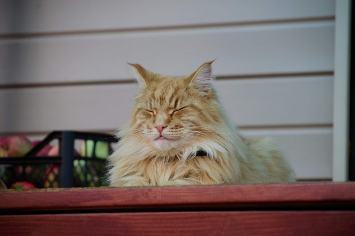 MiniTiger - My, cat, Maine Coon, Catomafia, Longpost