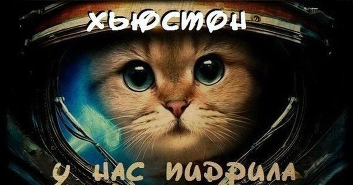 Кот пидрила. Пидрила. Кот пидрилы. Мем с котом Пидрила. Картинка Пидрила