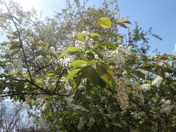 Scent picture - Bloom, May, Bird cherry