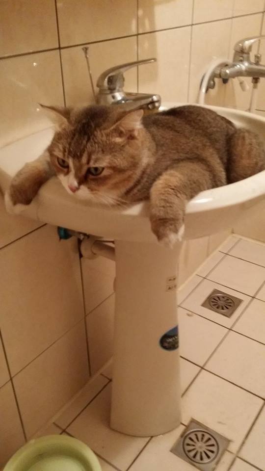 The Zen Cat - cat, Wash basin, Thick, Fullness