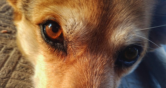 devoted look - My, The photo, Mobile photography, Dog