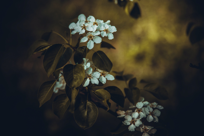 Landscape or still life? - The photo, My, Flowers