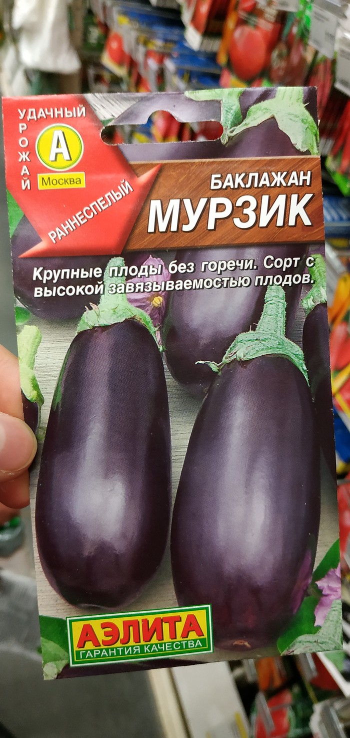 Eggplant Murzik - My, Dacha, Seeds, Eggplant