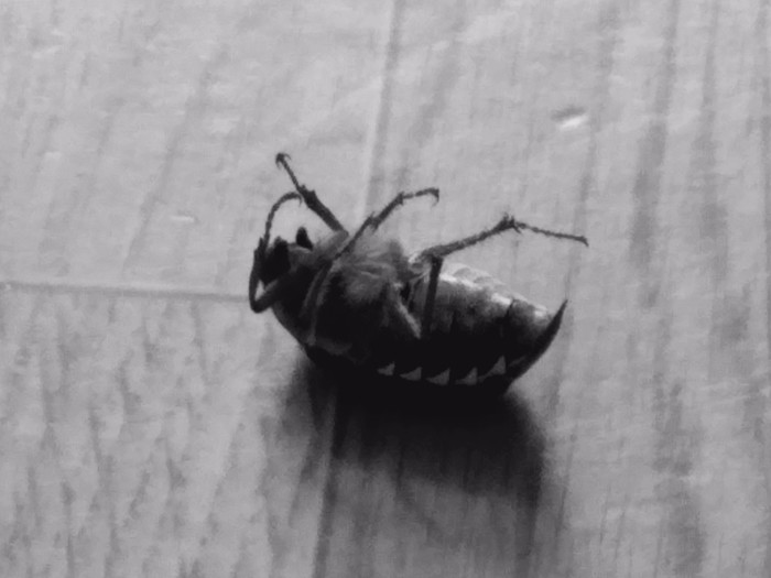 Майский жук