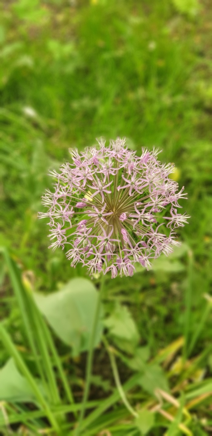 lonely flower - Flowers, My, Beginning photographer, The photo, Mobile photography