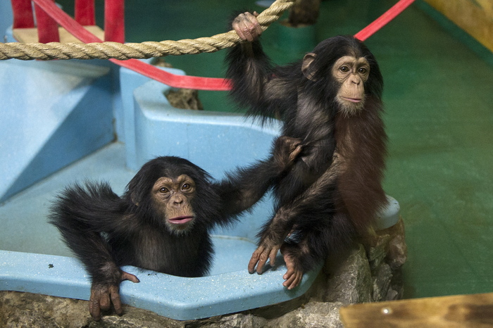 Как матери обезьян бонобо делают своих сыновей "круче" в обществе