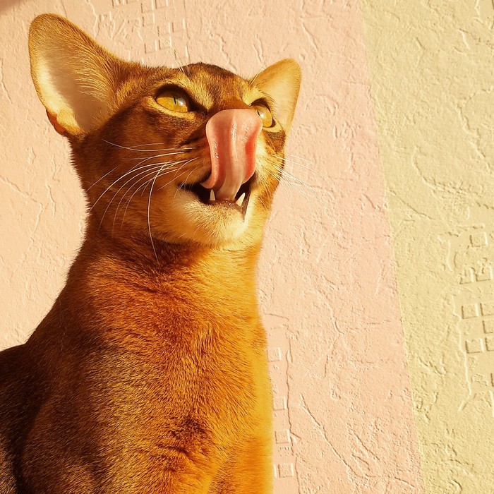 Lucky shot - My, cat, Abyssinian cat