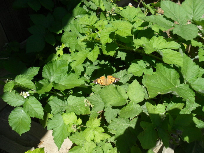 Butterfly species - sensitive marigold - My, Kazakhstan, Longpost, Butterfly, Video