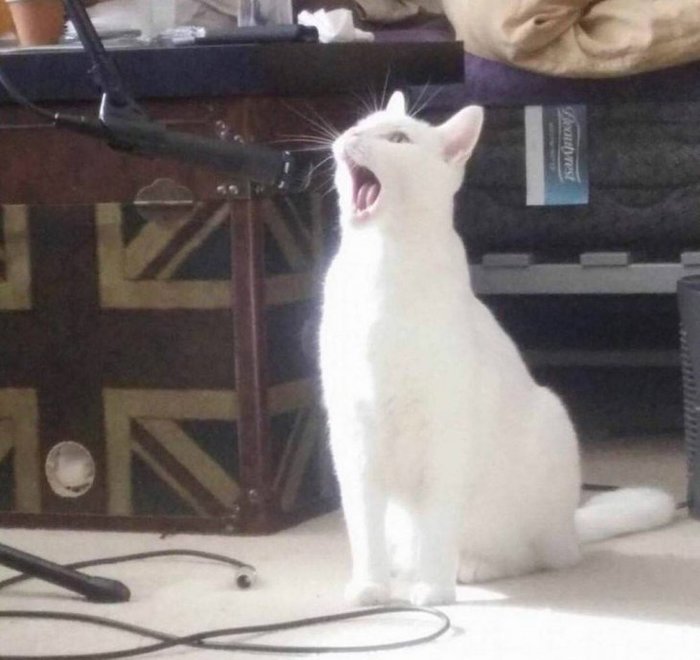 Кошачий стенд ап