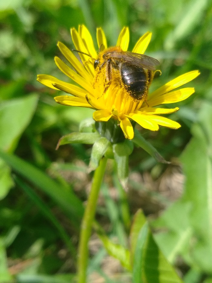 Bee - My, The photo, Beginning photographer, Bees, Dandelion