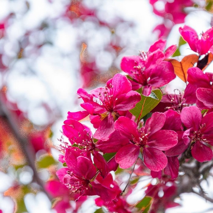 Spring - My, Spring, Landscape, Nature, Apple tree, Bloom, Longpost