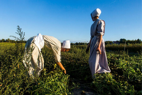 Amish - old inhabitants of the new world - My, Amish, Sect, Equator, People, Traditions, Religion, Video, Longpost