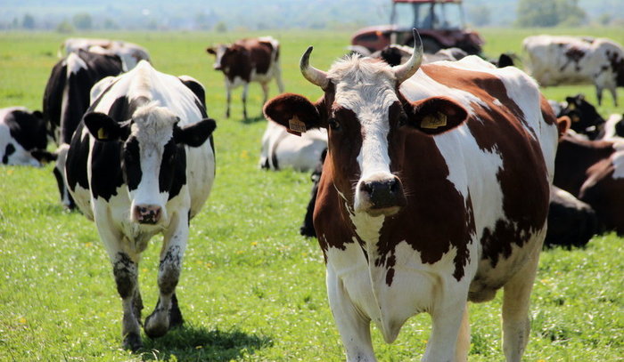 IT cows: for the first time in Altai, chips were implanted into the stomachs of animals - Agronews, news, IT specialists, , Future, Technologies, Hi-Tech