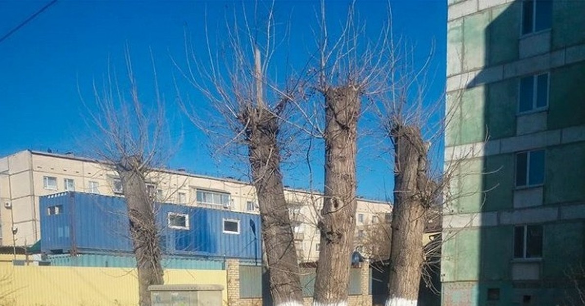 Стих о подрезаных деревьях | Пикабу
