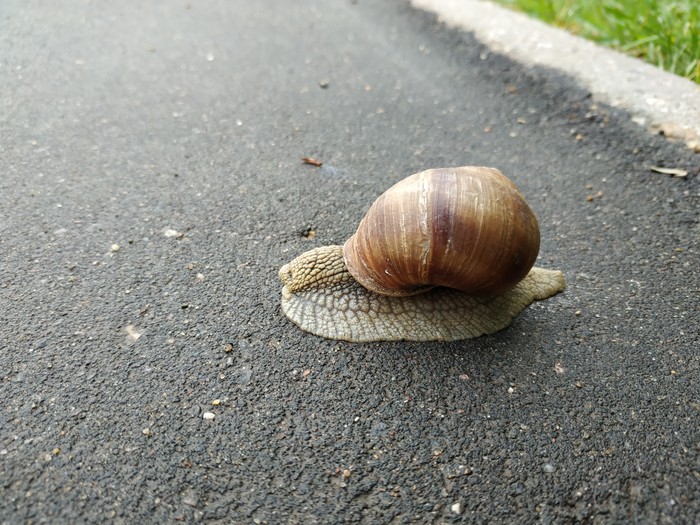 Snail - My, Snail, The rescue, Or, Intervention