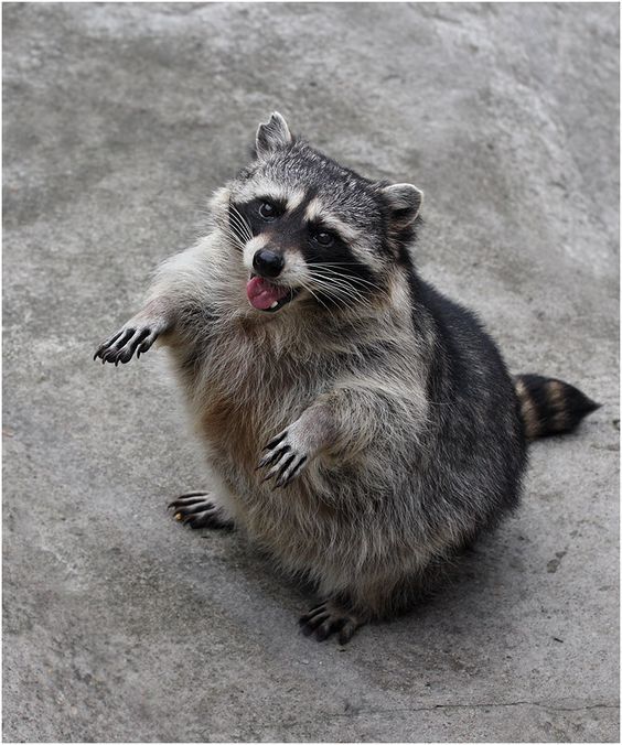 Raccoons are sometimes good boys too - Raccoon, Animals, Good boy, Milota