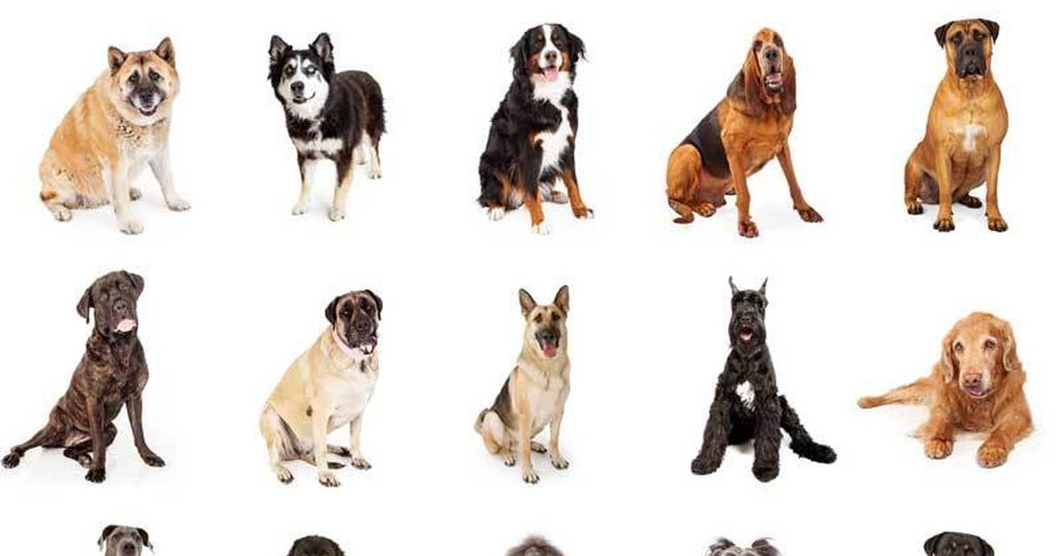 Как отличить породу. Виды собак. Собаки среднего роста. Средние породы собак. Собаки компаньоны породы.