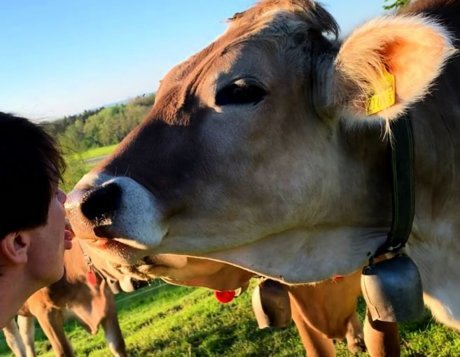 Government asks Austrians not to kiss cows - Agronews, news, Cow, Austria, Kiss, Germany, Switzerland, Туристы